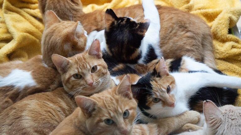 Dejó abierta la ventana del auto y al volver se encontró con 5 gatos dentro. Foto: Flickr.