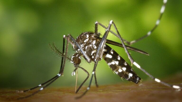 Dengue: Argentina registró cifras récord en casos. Foto: Pixabay.