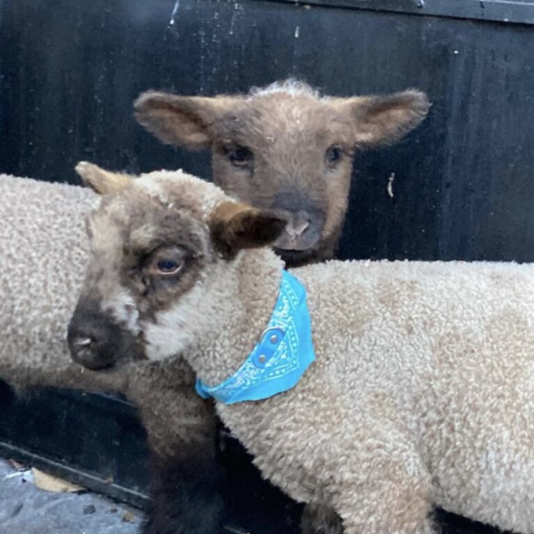 Denise Dumas adoptó como mascotas a dos tiernos corderitos: "Tal vez, me los quede en el jardín de casa"