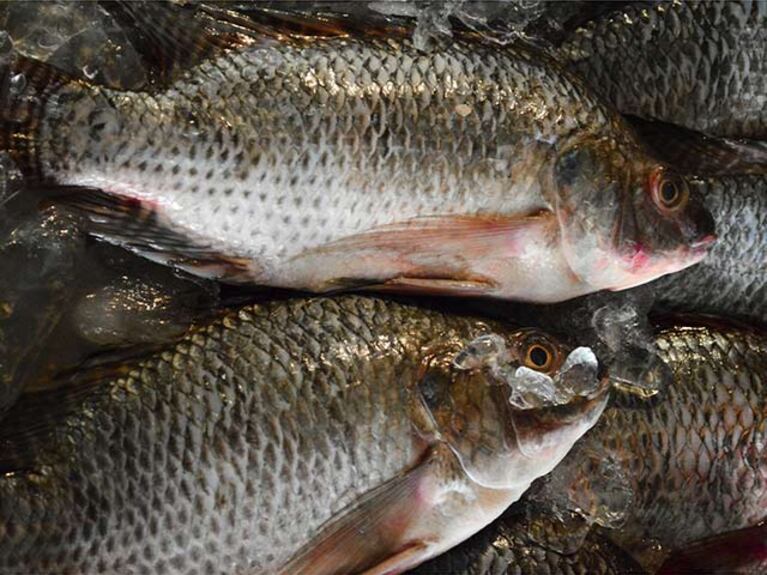 Desarrollaron plástico sustentable con escamas de pescado en México