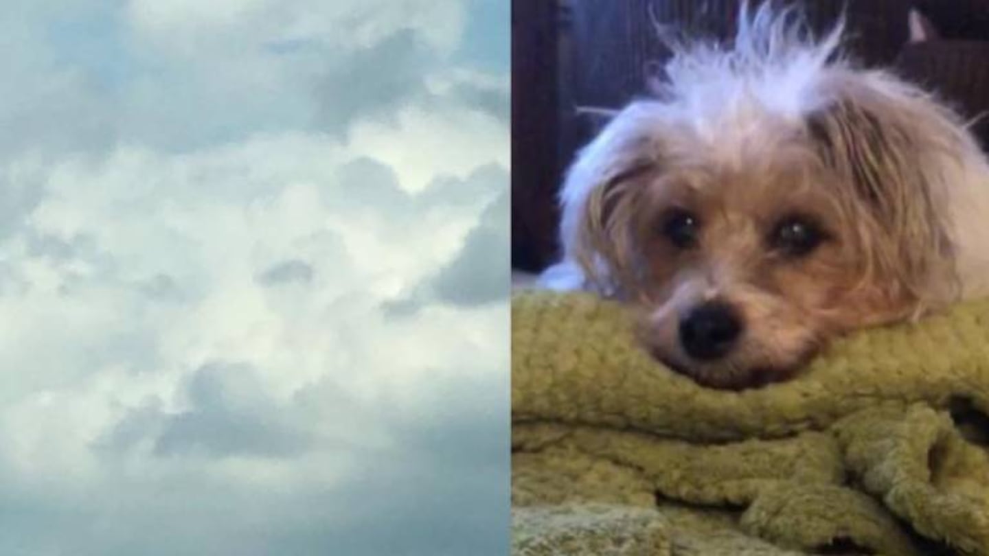 Descubre el rostro de su perro en las nubes horas después de la muerte de la mascota