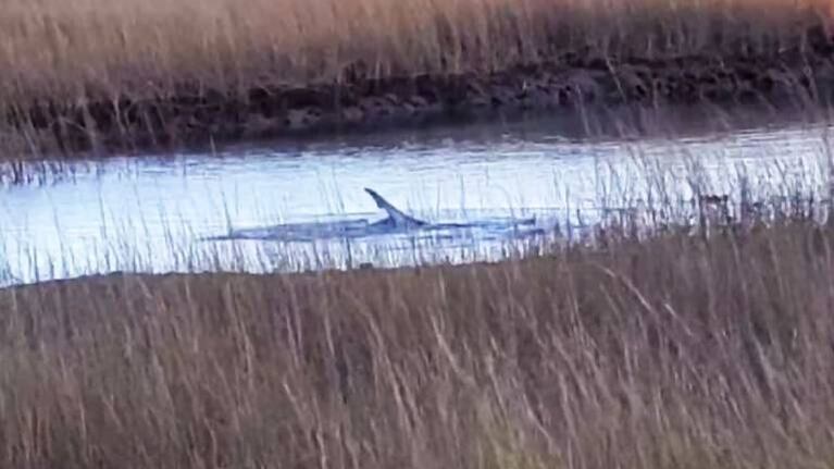 Descubren a tiburón ¡en un pantano! de Massachusetts