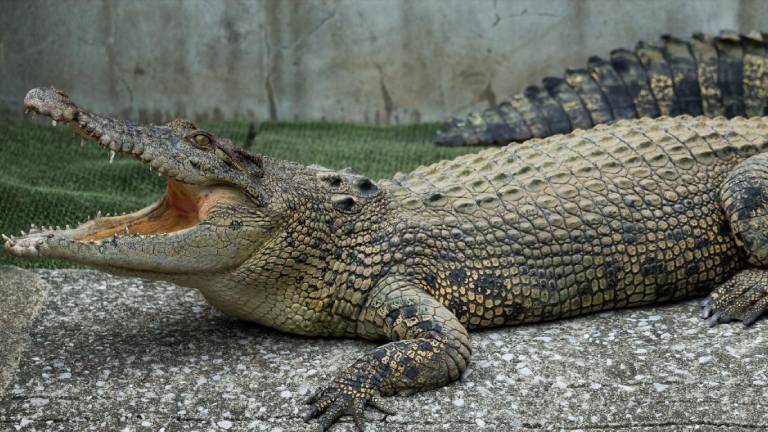 Descubren a un cocodrilo en el fondo de su piscina al revisar cámaras de vigilancia