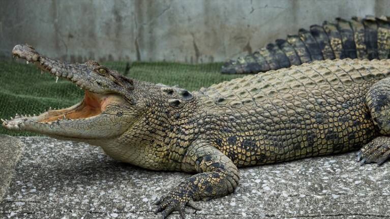 Descubren a un cocodrilo en el fondo de su piscina al revisar cámaras de vigilancia