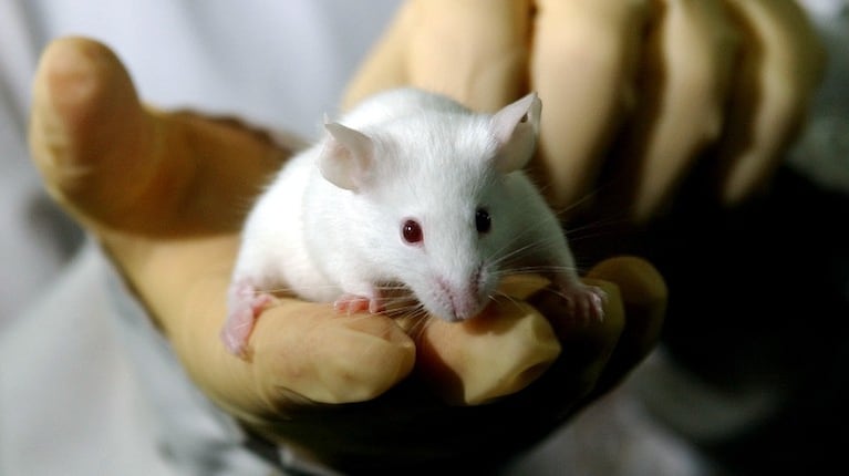 Descubren un mecanismo que inhibe un tipo de leucemia en ratones. Foto: AP.