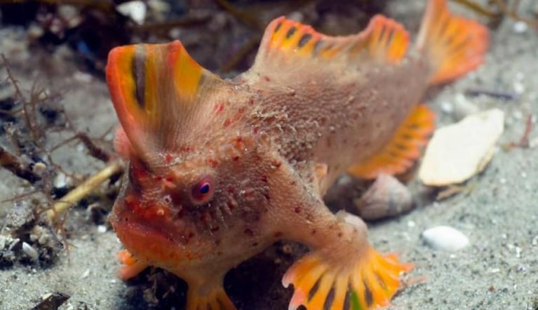 Descubrieron peces que caminan en Australia