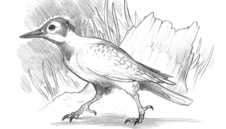  Descubrieron un pájaro carpintero primitivo en Buenos Aires