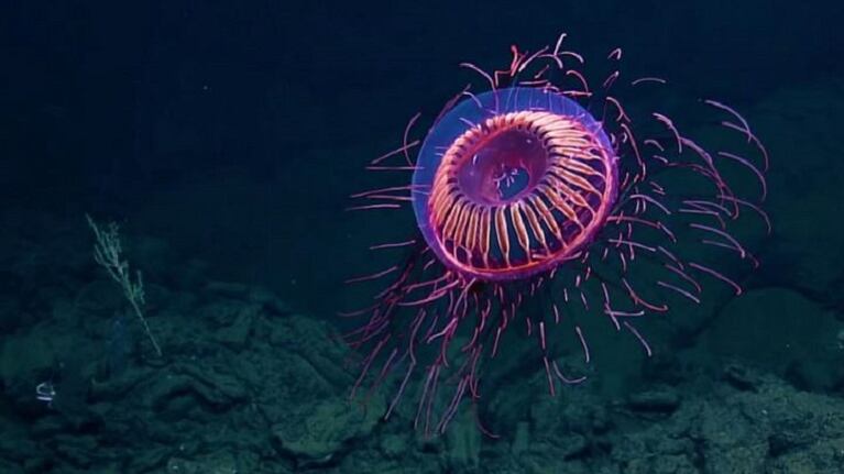 Descubrieron una extraña especie de medusa en las costas de México