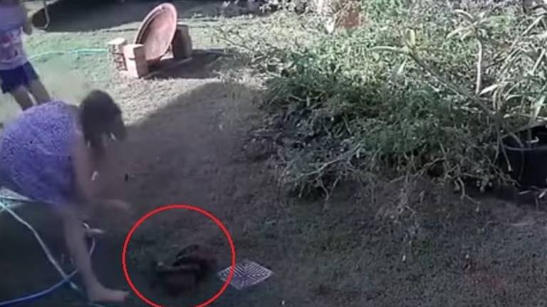 Desesperada lucha de un mujer contra una pitón que atacaba a su perro