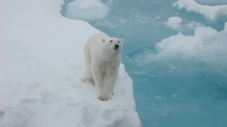  Destacan en este documental particularmente la biodiversidad de la región, destacando la presencia prominente de los osos polares.



