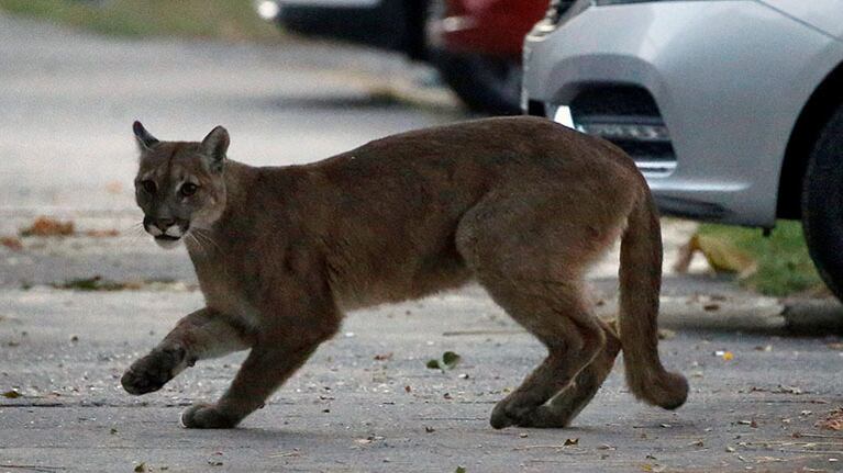 Detuvieron a un hombre que rompió la cuarentena, salió a cazar y mató tres pumas