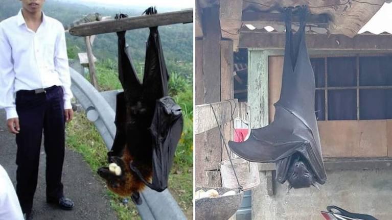 Diadema, el murciélago de tamaño humano que vive en Filipinas