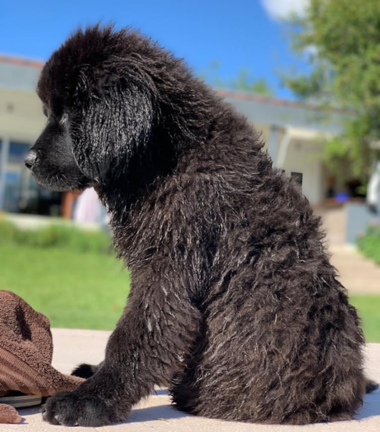 Diego Ramos presentó a Porthos, su nueva mascota, tras la muerte hace un mes de su último perro