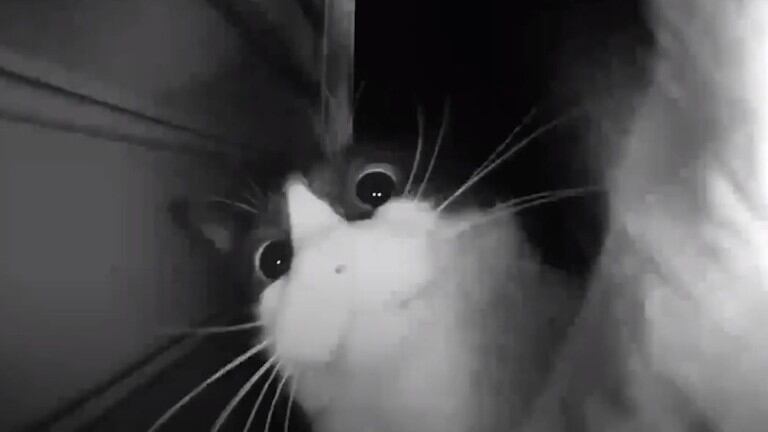 ¡Ding Dong!: Este gato utiliza el timbre de una casa para que su dueña le abra la puerta