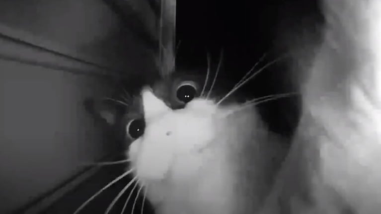 ¡Ding Dong!: Este gato utiliza el timbre de una casa para que su dueña le abra la puerta
