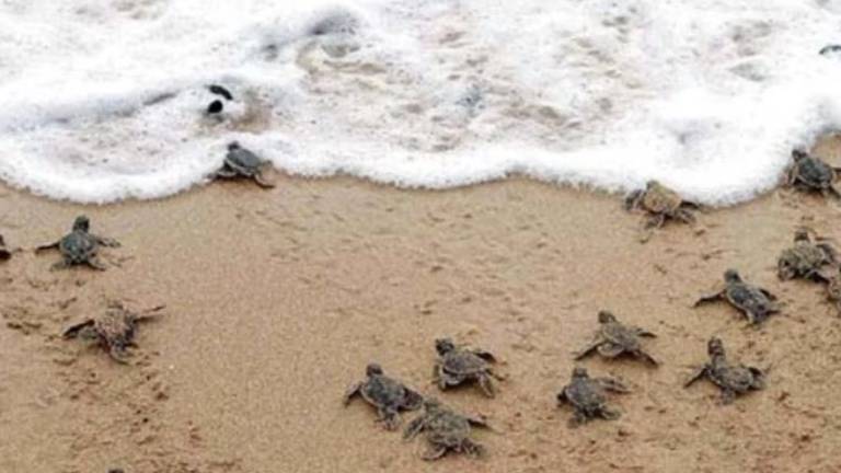 Doce tortugas recién nacidas se arrastran rumbo al océano por primera vez
