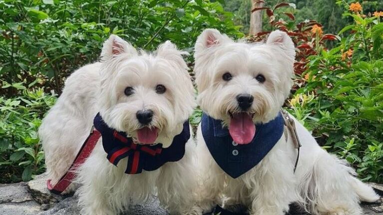 Dogfluencers: los perros de Singapur son tendencia en Instagram