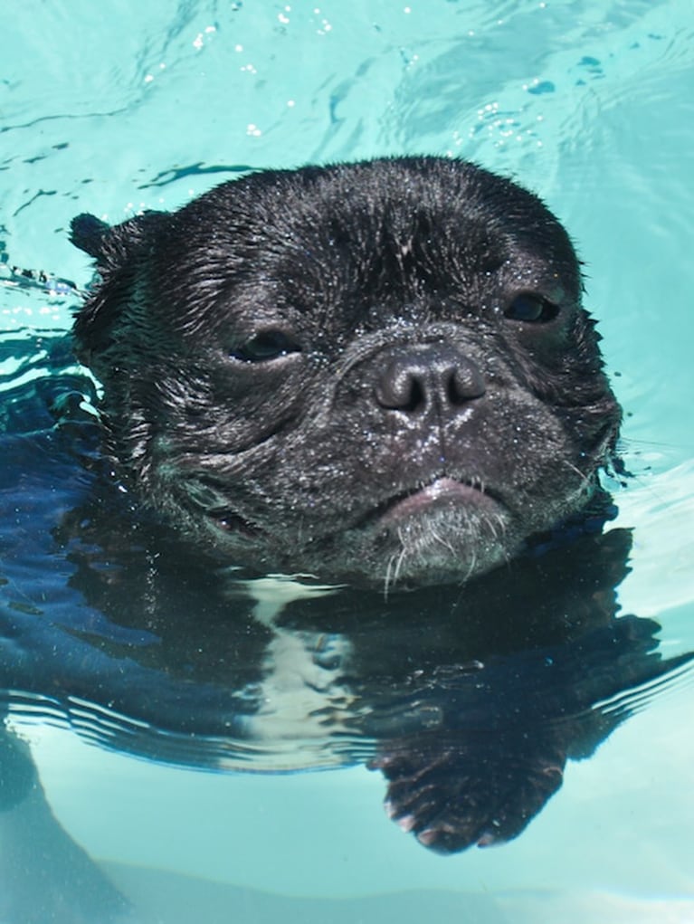 Dolor total: la desgarradora despedida de Paula Chaves a Moro, su perro de 16 años (Foto de Instagram)