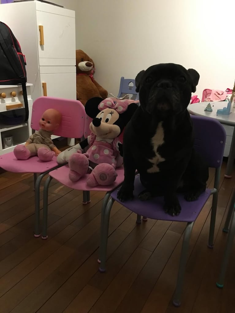 Dolor total: la desgarradora despedida de Paula Chaves a Moro, su perro de 16 años (Foto de Instagram)