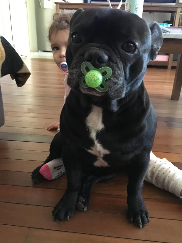 Dolor total: la desgarradora despedida de Paula Chaves a Moro, su perro de 16 años (Foto de Instagram)