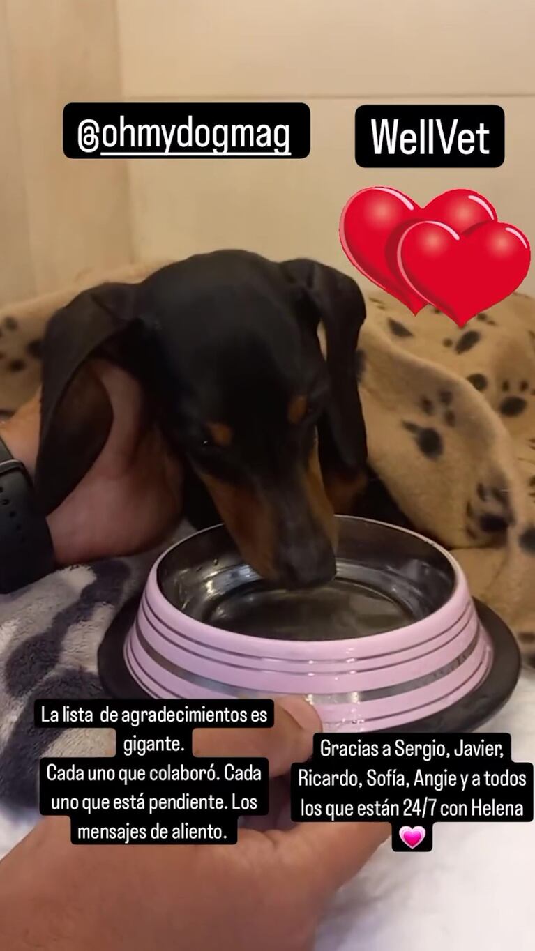 Dolores Moreno contó cómo está Helena, la perrita de Ricardo Piñeiro (Foto: Instagram @doloresmoreno.ok)