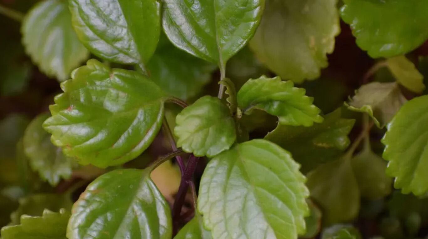 Dónde colocar la planta del dólar en casa para atraer riqueza inesperada y cómo cuidarla 