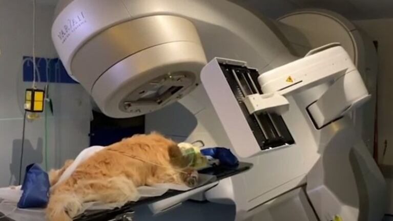Dos años después del diagnóstico, este perrito celebra el final de su tratamiento 