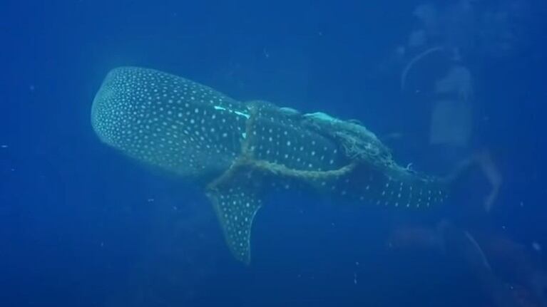 Dos buceadores liberan a un tiburón ballena que se había quedado atrapado en una cuerda