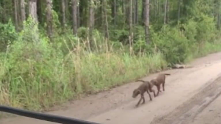  Dos cachorros callejeros enfermos tuvieron la suerte de encontrarse con una técnico veterinaria que les salvó la vida