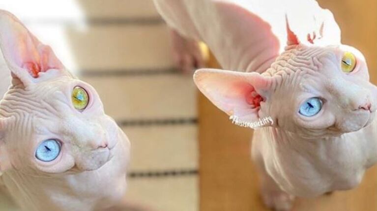 Dos gatas esfinge con ojos de diferente color se hacen populares en las redes sociales