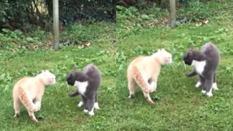 Dos gatos muy territoriales fueron capturados en vídeo mientras mantenían una acalorada discusión