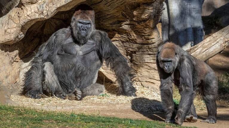 Dos gorilas se contagiaron de coronavirus