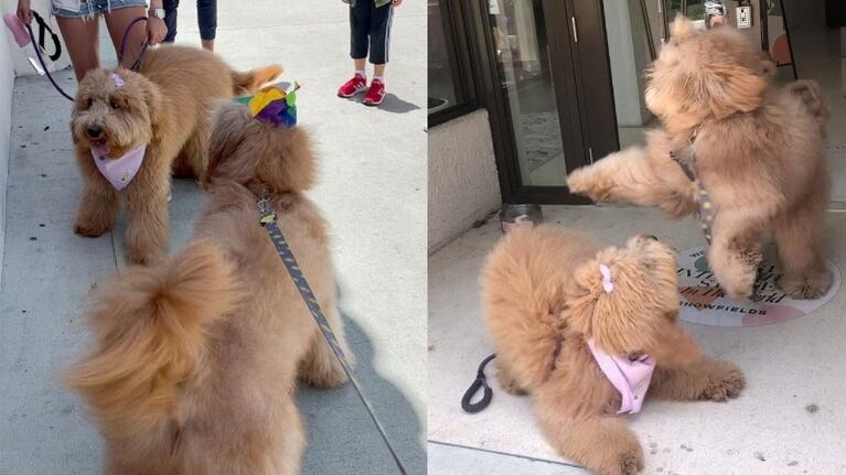 Dos hermanos caninos se reúnen y se reconocen instantáneamente después de un año sin verse 