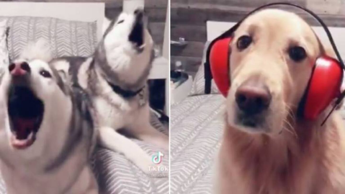 Dos huskies no paran de “cantar” a dúo mientras una golden los aguanta con paciencia