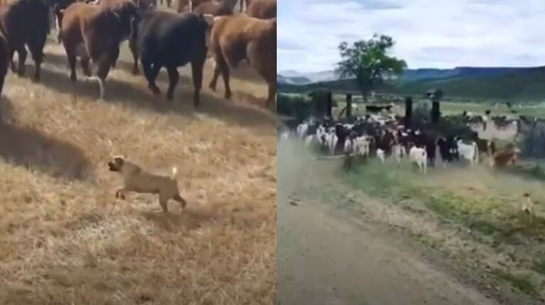 Dos “pugs” hacen de perros de pastoreo con un rebaño de vacas y cabras