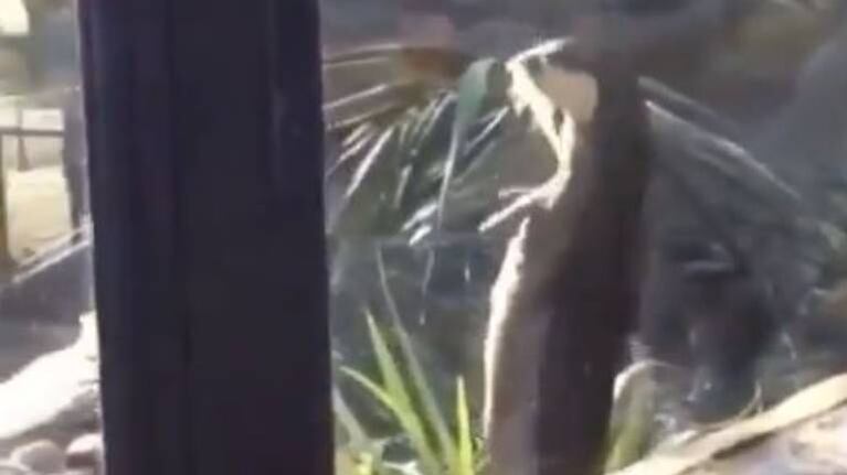 El baile de la nutria al sol que es furor