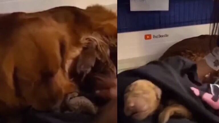 El cachorro de una camada nació sin signos vitales, pero este hombre hizo todo lo posible por resucitarlo