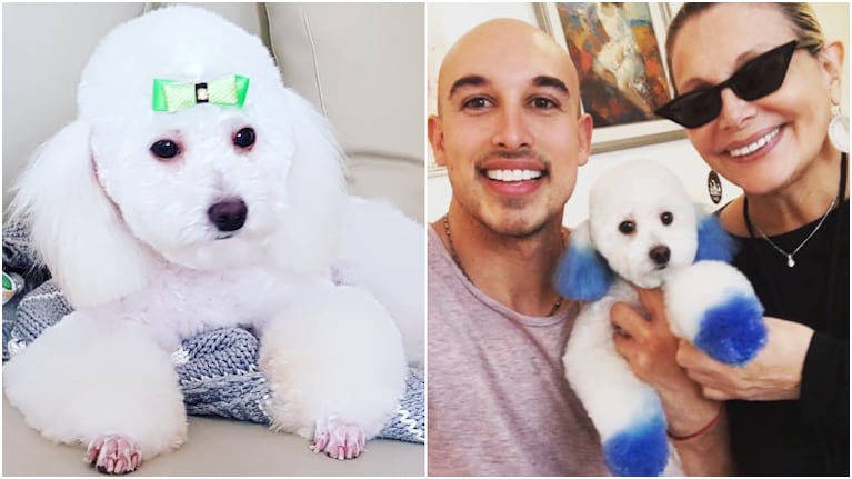 El cambio de look del perro de Carmen Barbieri que terminó en acusaciones de maltrato animal en Instagram