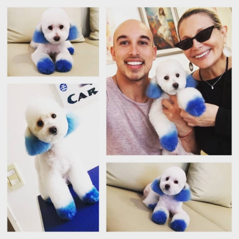 El cambio de look del perro de Carmen Barbieri: recibió críticas por supuesto maltrato animal en Instagram