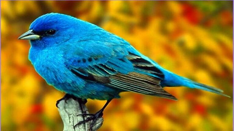 El canto de las aves tiene información del clima