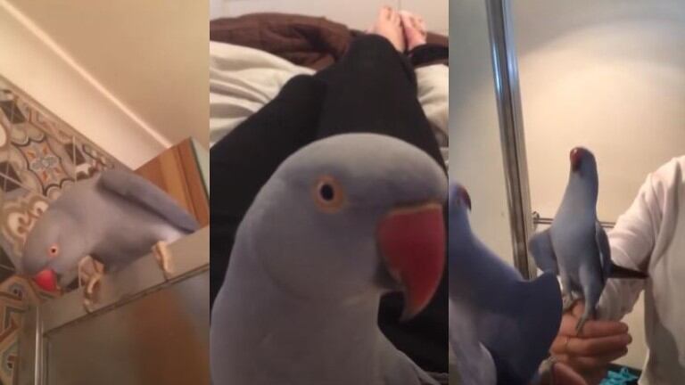 El carácter descarado de este loro cuando lo dejan libre en casa es de lo más hilarante