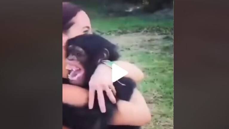 El conmovedor reencuentro de un mono con su cuidadora