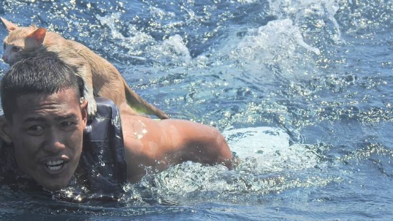 El conmovedor rescate de cuatro gatitos de un barco que se hundía en llamas