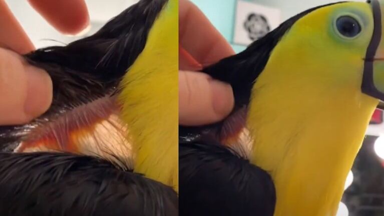 El cuello traslúcido de este tucán está dando mucho de qué hablar en redes sociales