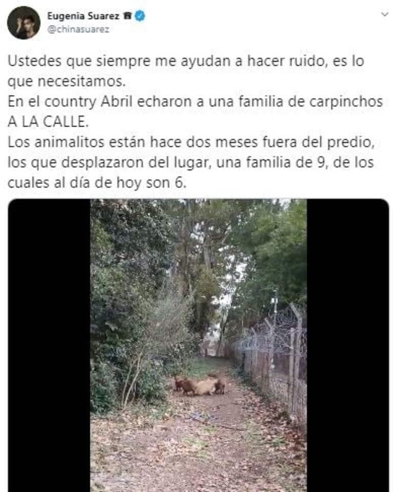 El desesperado pedido de China Suárez tras el desalojo de carpinchos del country Abril: "Hagan algo ahora"