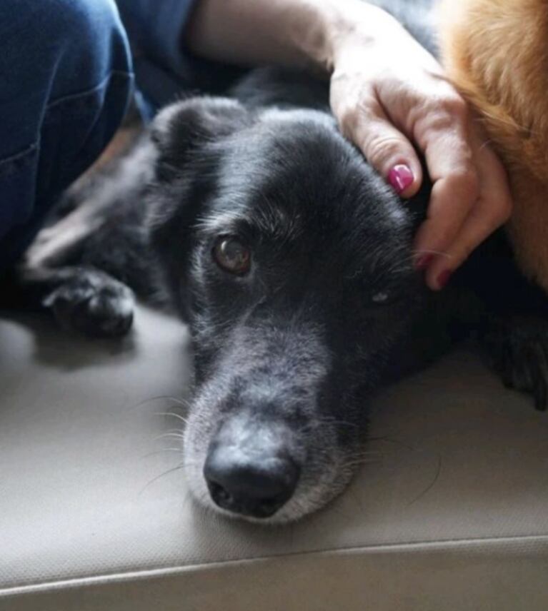 El desgarrador posteo de Eleonora Wexler por la muerte de su perra: "Siempre en mi corazón"