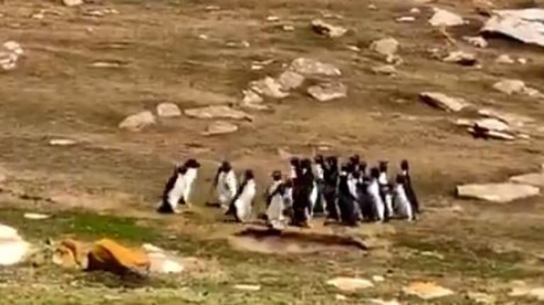El despiste de un pingüino al confundirse de dirección durante una charla entre grupos se hace viral
