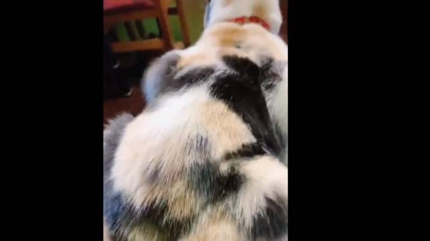 El divertido video de un gato que hace twerking con una canción de Bad Bunny