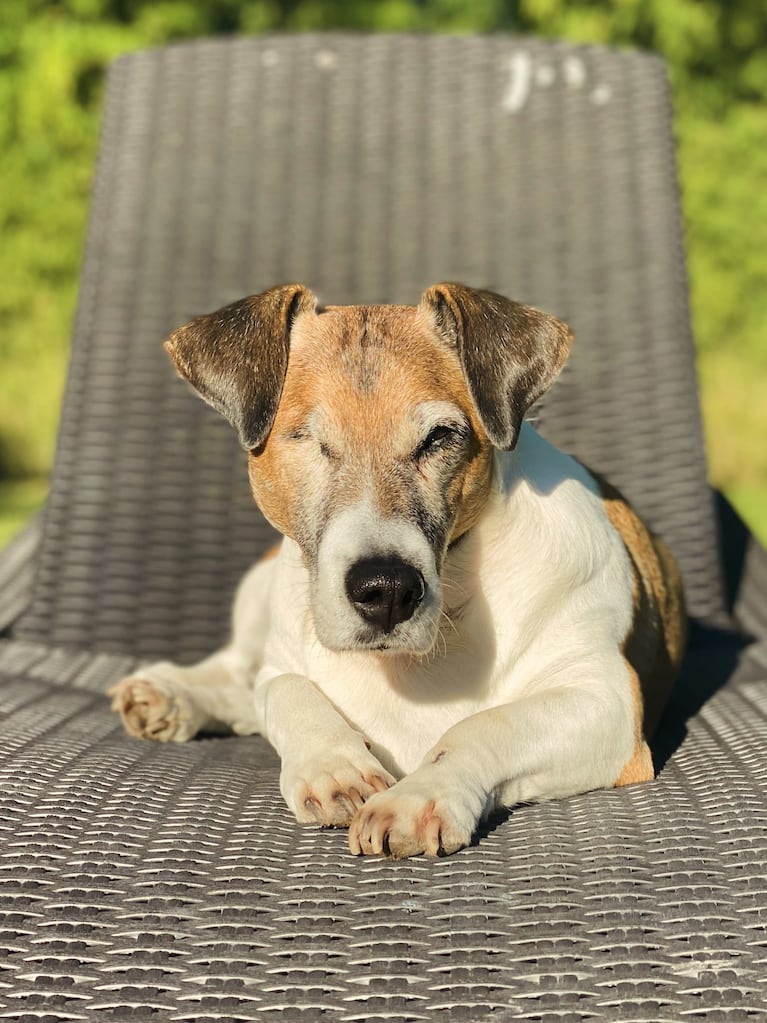 El dolor de Fede Bal por la muerte de su perro Kike (foto de Instagram)