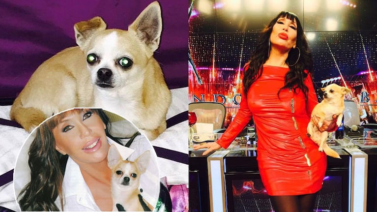 El dolor de Moria Casán tras la muerte de Kristobal, su chihuahua: "¡Estoy muy triste!"